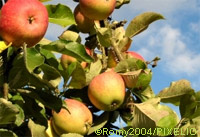 Äpfel am Baum. Foto: Romy2004/pixelio.de